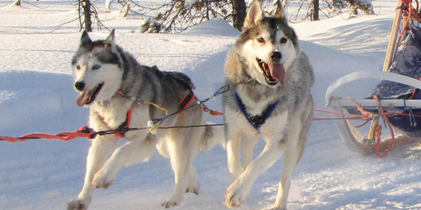 Life with huskies - Saija Lodge, Northeast Finland